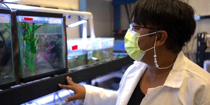 When Exposed to Estrogen, Fish Generate Fewer Males