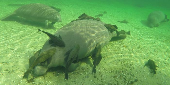 Manatees in Florida Are Being Harassed by Catfish, and That's Bad