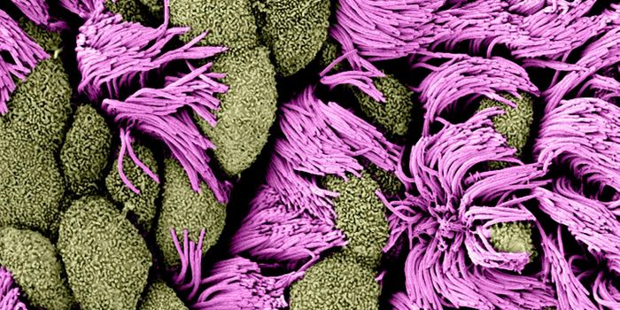 Learning More About How Cells Control the Production of Cilia