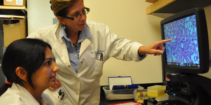 GM Soybean Oil Just as Bad for Liver but Better for Obesity