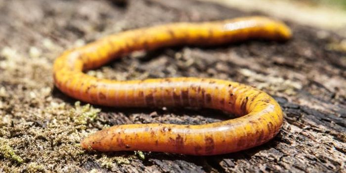 The Unique Caecilians of São Tomé Island