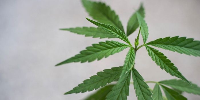 Fewer People Receive Treatment for Cannabis Use Disorder