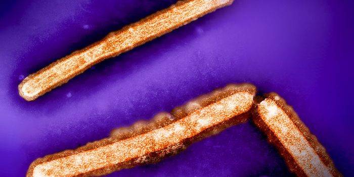 Avian Flu Could Spread Further, but Immunity May be Common