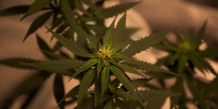 Advanced Analytical Technology for Medical Cannabis Chemotype Production