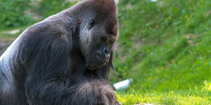 Male Silverback Gorilla Gets Rejected After Attempt to Impress Female