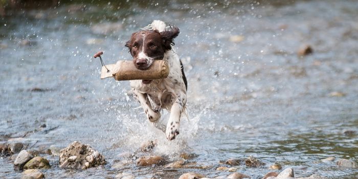 Researchers Find Clue As to Why Dogs Are So Friendly Towards Humans