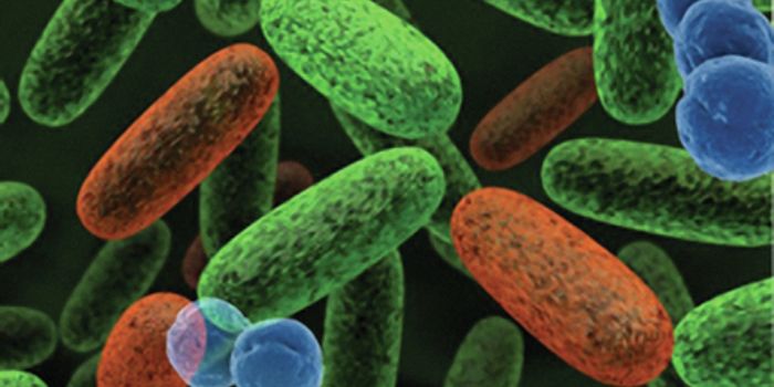 Listen to Your Gut: It