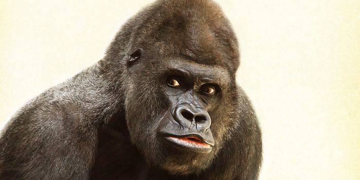 Gut Microbes May Have Aided the Evolution of the Human Brain