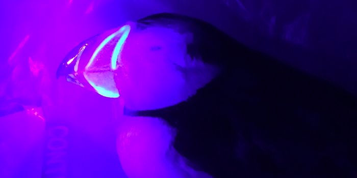 Atlantic Puffins' Beaks Fluoresce Under UV Light, But Why?