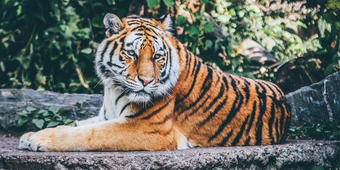 Shedding New Light on the Differences in Cat Genomes