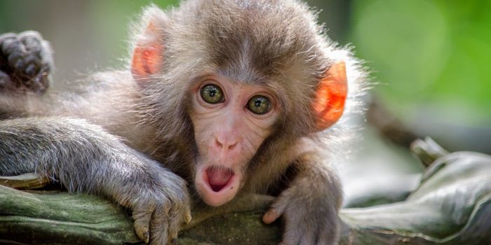 Scientists Use Electrical Pulses to Switch Consciousness On and Off in Monkeys