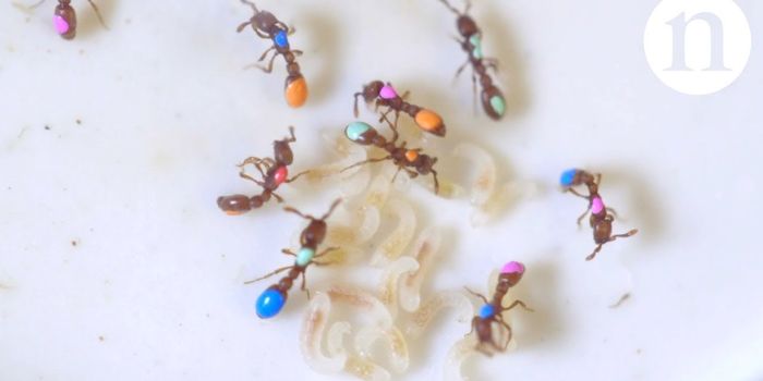 Using Mutant Ants to Study Social Behavior