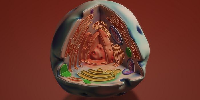 Mitochondrial DNA Can Move to the Genome to Trigger Human Evolution