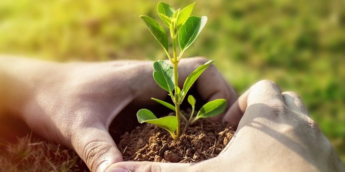 Afforestation and Reforestation: A Path to Achieving the 1.5°C Target?