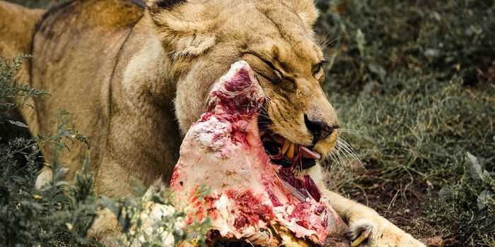 It's Not a Choice - Cats Need Meat