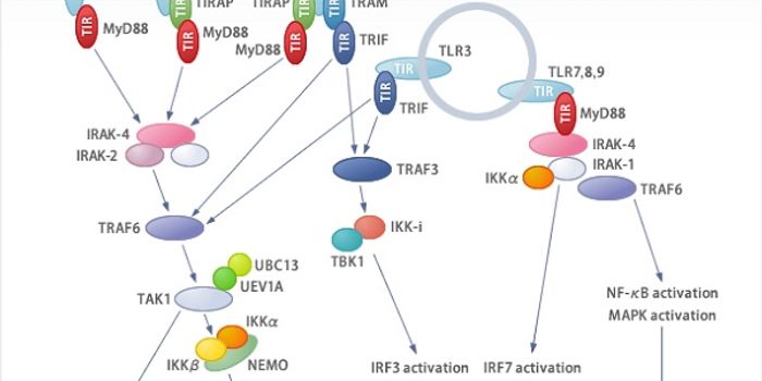 Inflammation May Provide Shielding Effect Against Heart Disease