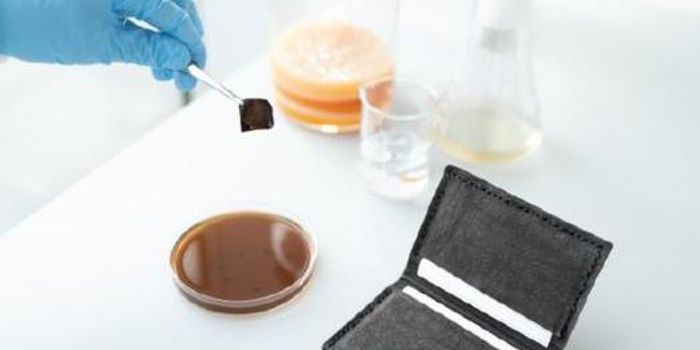 Building Better Leather with Bioengineered Bacteria