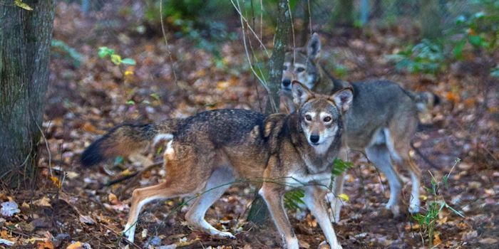 FWS and conservationists disagree over red wolf conservation management