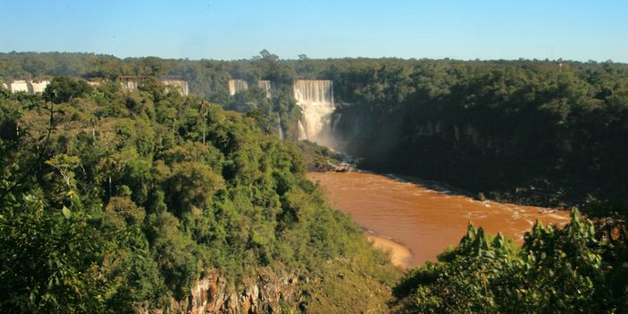 Entire Branches are Being Lost From the Tree of Life