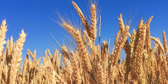 Is it Fructan and not Gluten That is Irritating Guts?