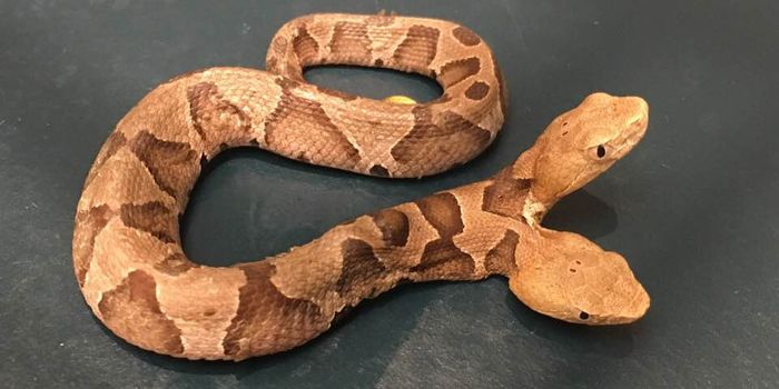 Rare Two-Headed Snake Discovered in Virginia
