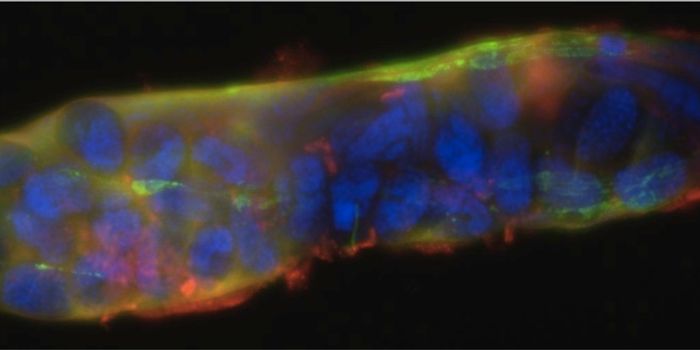 Natural Enzymes Linked to Longer Lifespan