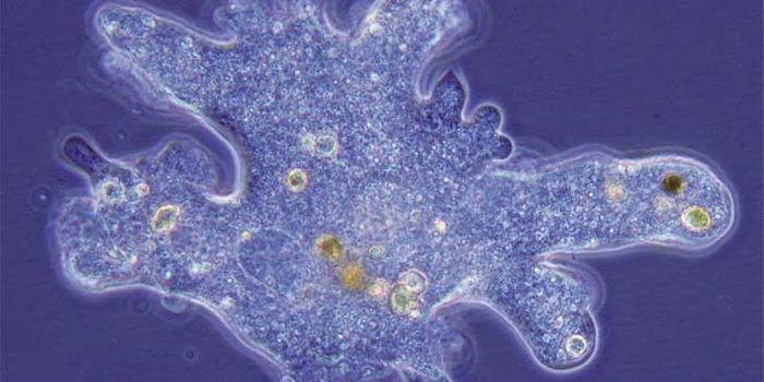 The amoeba's microbiome
