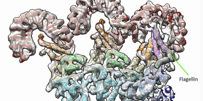 Exploring the Powers of the "Inflammasome" During Infection