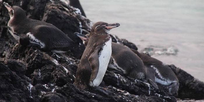 Galápagos Islands Face Growing Concerns Over Microplastic Impact on Wildlife