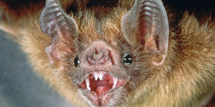 Revenge of the Vampire Bats: Rabies Mitigation Efforts Fail