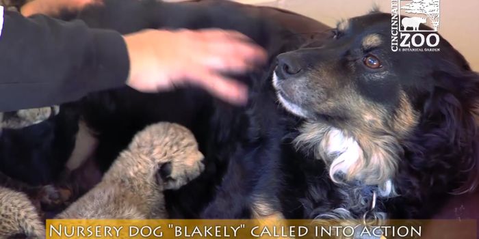 This Dog is Caring for 5 Cheetah Cubs
