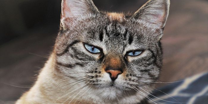 Could a Drug for Cats Treat COVID?
