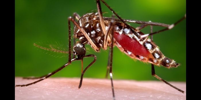 Scientists Develop New Animal Model for Zika