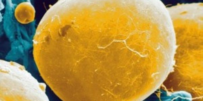 Weight Loss and Fat-Burning Mechanisms