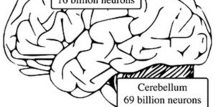 Did we get blindsided about the role of cerebellum?