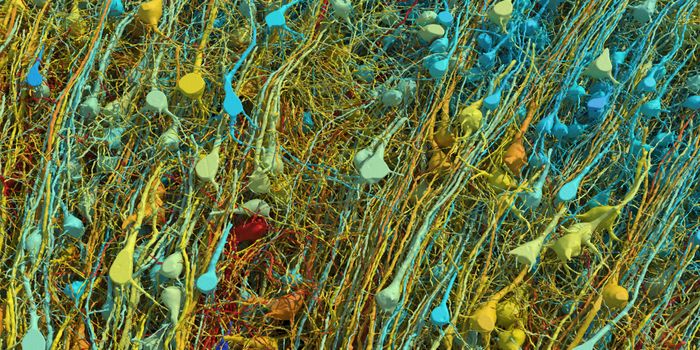Human Brain at Nanoscale Resolution Revealed