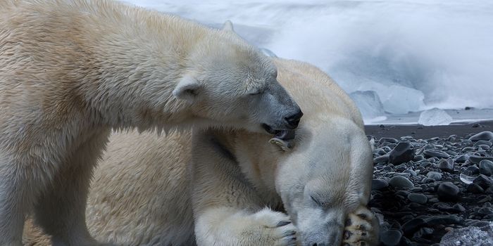 Polar Bears Not Catching Enough Prey, Study Finds