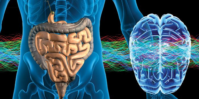 Cortisol may link gut microbes, brain