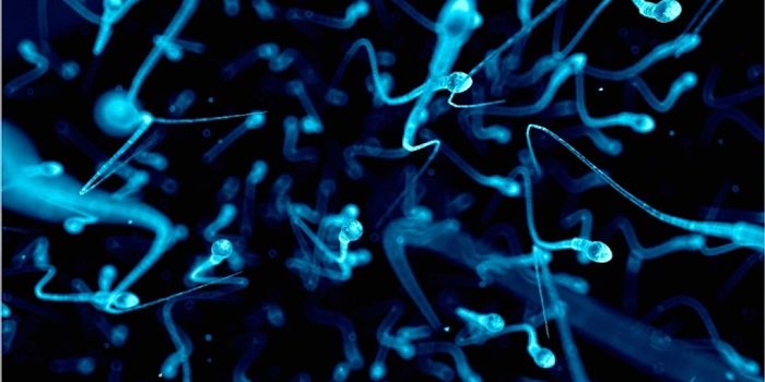 Diet may Influence Sperm Quality