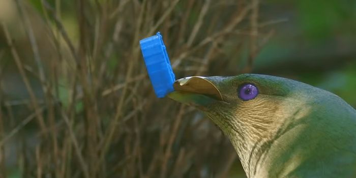 Hidden Cameras Capture Birds Stealing Shiny Things