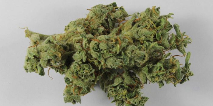 Marijuana Testing Yields Fascinating Results