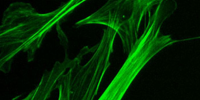 Role of Actin Isoform Determined by Nucleotide, not Amino Acid