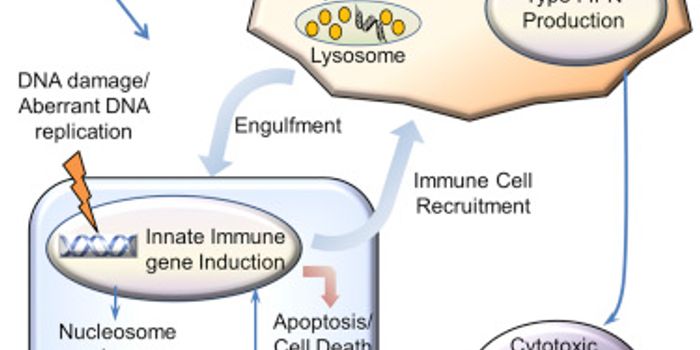 'STING' Pathway Inhibited By Colorectal Cancer Cells