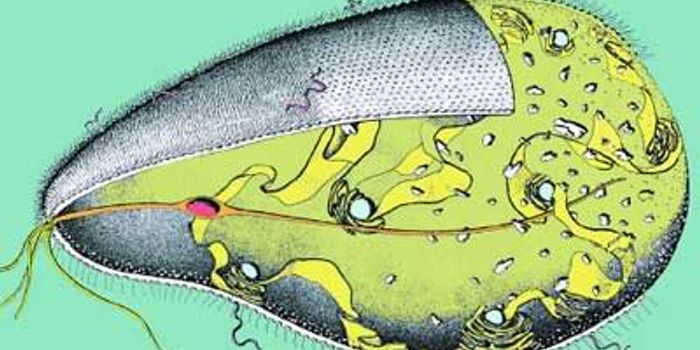 Better Know a Microbe: Mixotricha