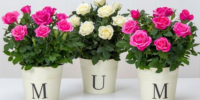 Give her chocolates, not flowers: the environmental impacts of the cut-flower industry