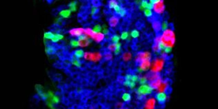 Stem Cells Can be Spurred to Aid the Immune System in Battling Infection