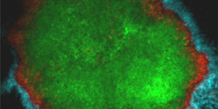 Cavity-Causing Microbes Are Protected by Rings of Sugars and Germs