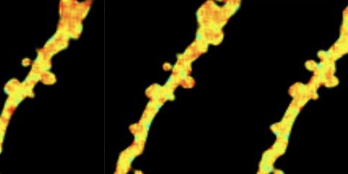 New Biosensors to Help the Study of Learning & Memory