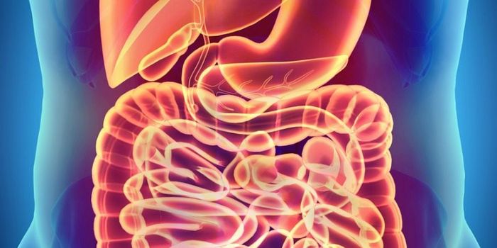 Immune Cells Patch Up Holes in the Gut