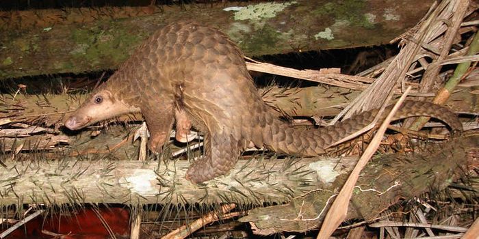 3 Tons of Pangolin Scales Seized in Thailand by Law Enforcement